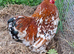Millie fleur pekin cock