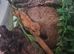 baby Crested gecko full setup