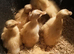 Indian Runner duckling FEMALES