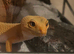 Female leopard gecko