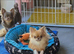 KC registered chihuahua male