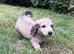 Gorgeous shaded cream boy, 1 remaining