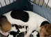 True miniature Jack Russell puppies