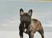 International Champion French Bulldog Available for STUD