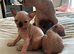 Stunning Sphynx & Dwelf kittens