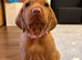 Gorgeous KC Vizsla Puppies