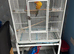 Sun conure