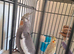 2 beautiful baby cockatiel for sale