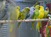 Ringneck