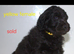 F1B  Rare black standard Goldendoodle puppies in North Wales