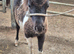 Miniature Shetland Filly