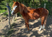 3 yr old filly