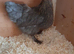 1 bantam chicken