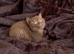 Ready now cinnamon British shorthair kittens
