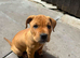 Shar pei puppy boy 8 weeks old