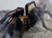 AF PAIRED/MATED Chilobrachys Natanicharum tarantula