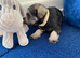 Adorable Mini Schnauzer pups - KC reg 5* Licensed Boys/Girls