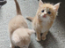 1 x beautiful kitten left.