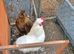 Pair of Silkies