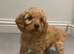 Cavapoos