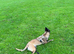 Dog 8 months old