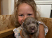 Long & Short Haired Weimaraner KC Reg