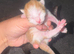 6 gorgeous kittens