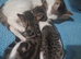 2 boy kittens looking for new home