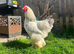 Blue columbian cockerel