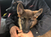 German Shepherds For Sale