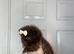 KC registered Pretty Pom Puppies READY TO LEAVE