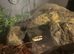 Royal python