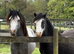 Two Quality Section A colts