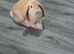 conti x mini lop