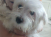 Maltese puppy