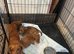Long Haired Miniature Dachshund