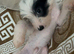 2 Chinese crested puppies