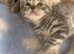 BSH Silver X bundles of love