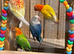 Love birds available ino mutations, split blues and many more