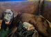 GORGEOUS CHUNKY SHOW LABRADOR BOY PUPPIES AVAILABLE