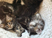 Stunning Mainecoon kittens