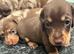 most gorgeous, beautiful dachshunds