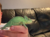 Baby Chameleon Male