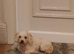Toy maltipoo female