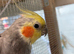 2yr old male Pearl cockatiel