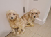 Cockapoo