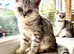 TICA registered British short hair kittens
