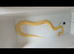 Albino Burmese python