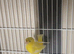 Rylander Cock Canary