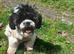 9 month old female Shih tzu